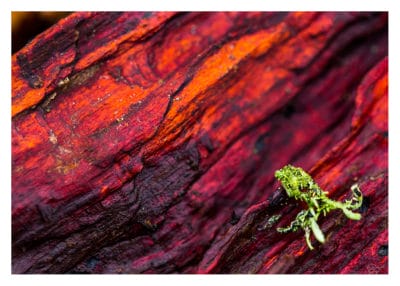 Tirage photo Fine Art Poulpe lichen 50x70cm